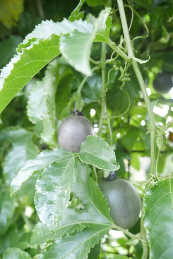 True North - 4Br Home & Garden In Bush Setting With Huge Bath Bilpin Ngoại thất bức ảnh